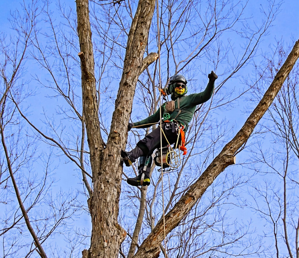 Arborist climbing a tree